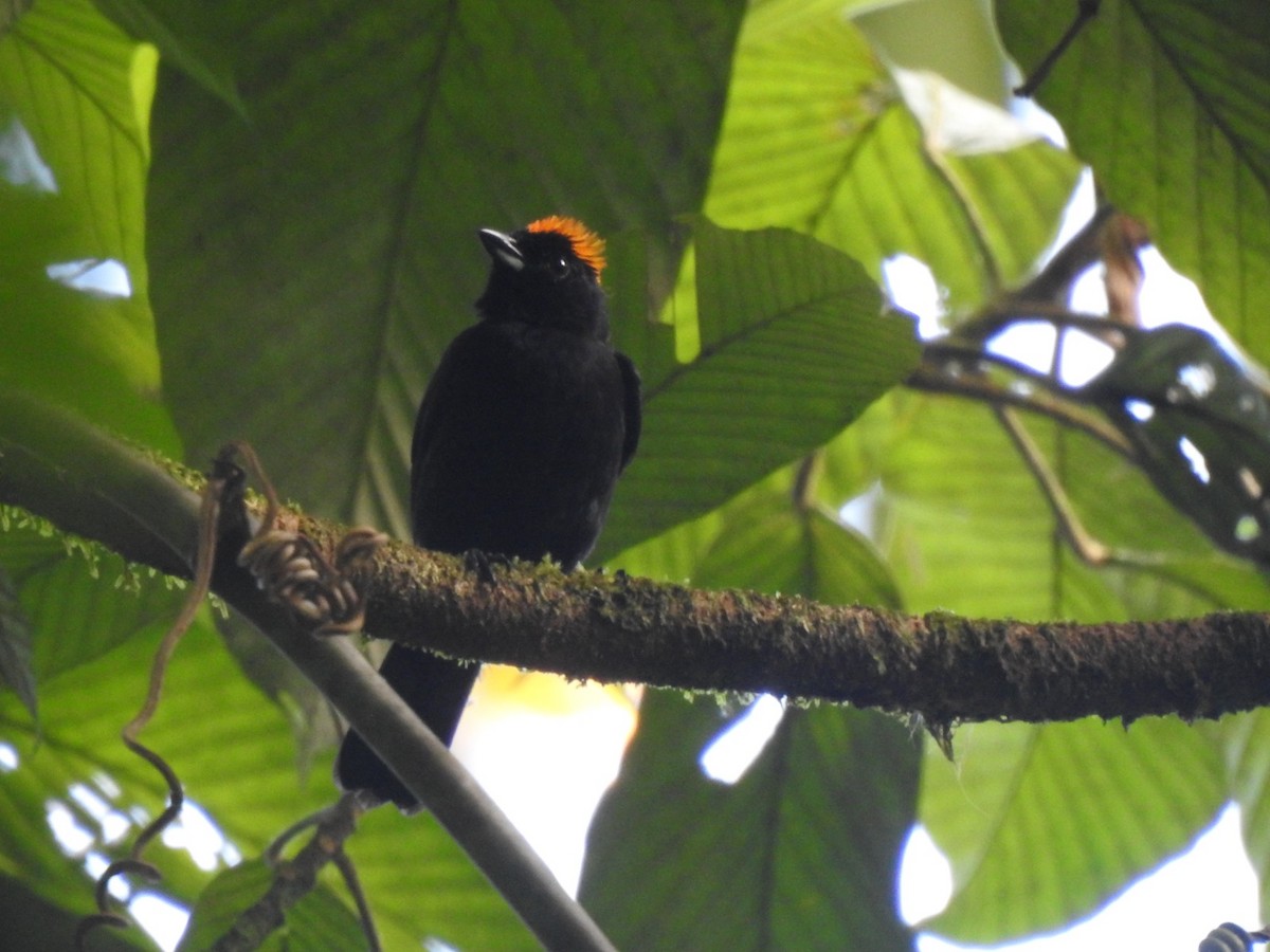 Tawny-crested Tanager - ML615892948