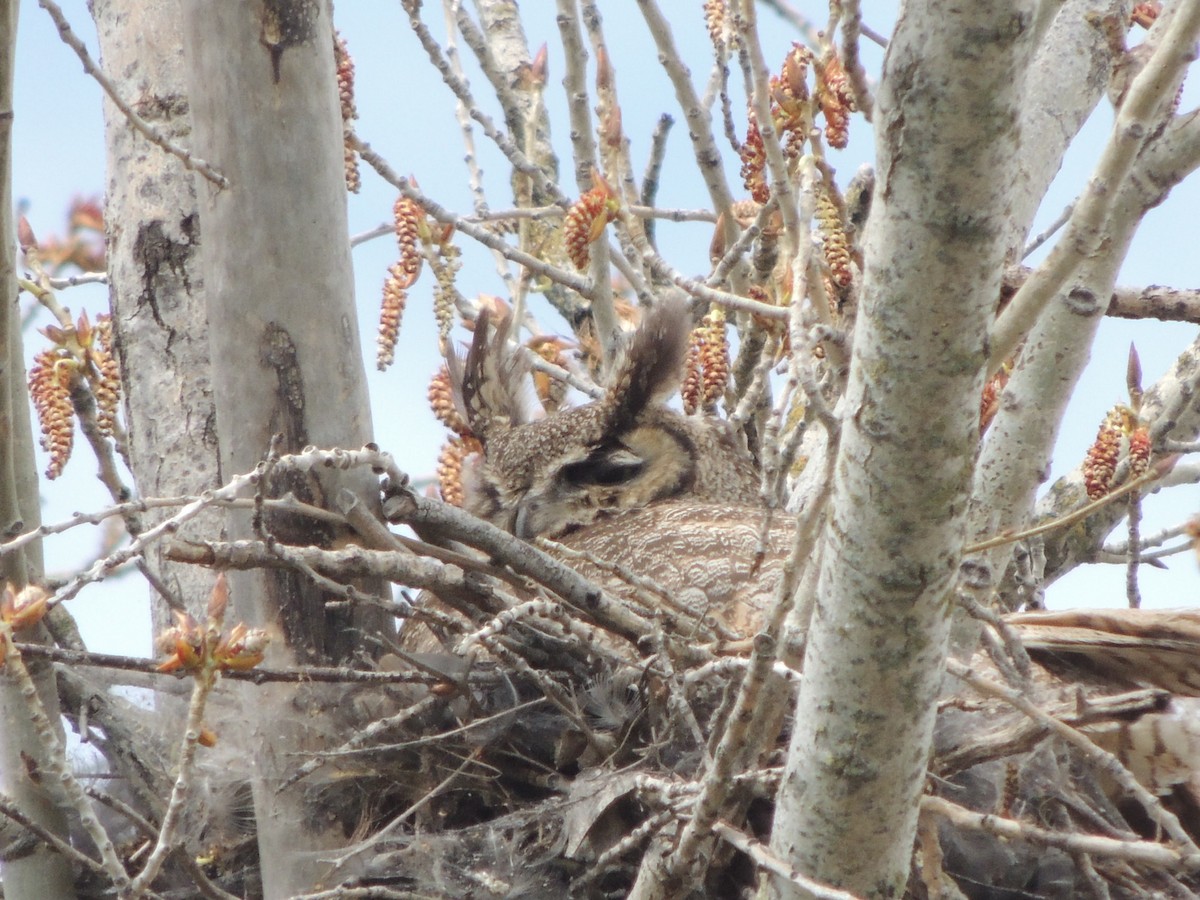 Great Horned Owl - ML615893174