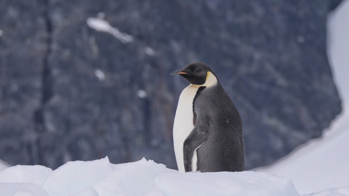 Emperor Penguin - ML615893281