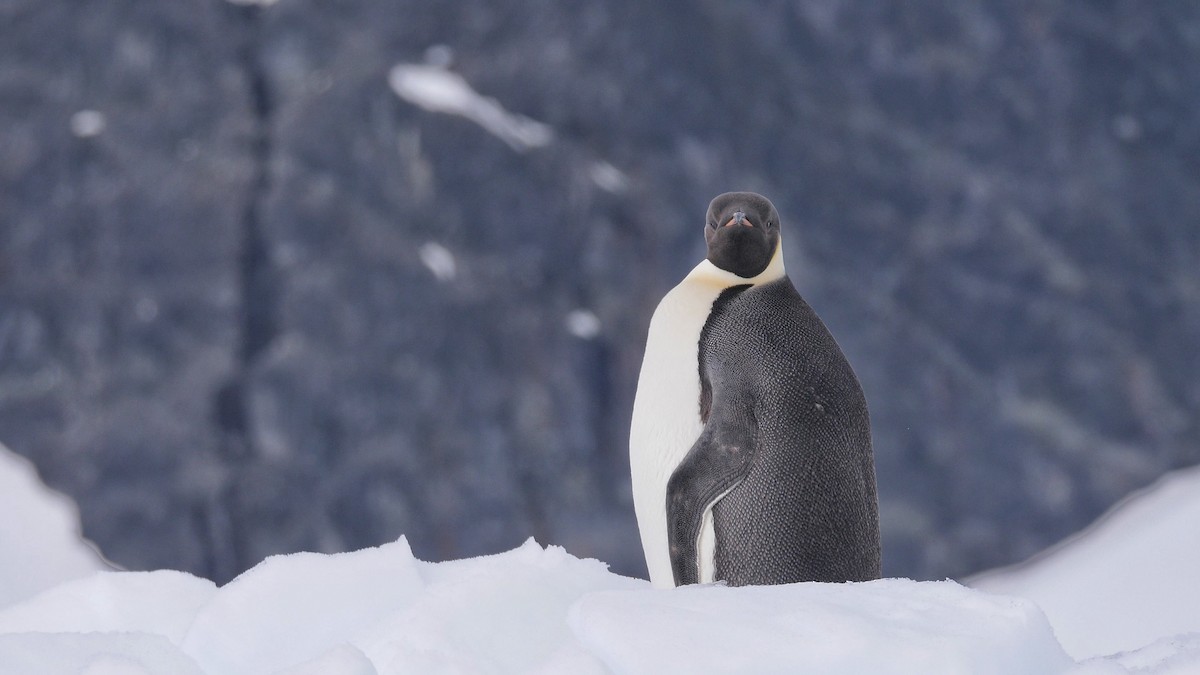 Emperor Penguin - ML615893284