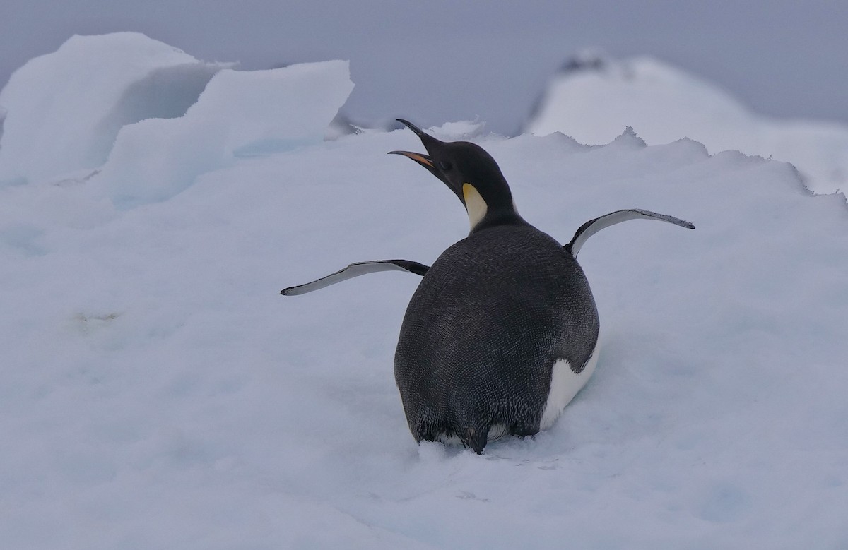 Emperor Penguin - ML615893288