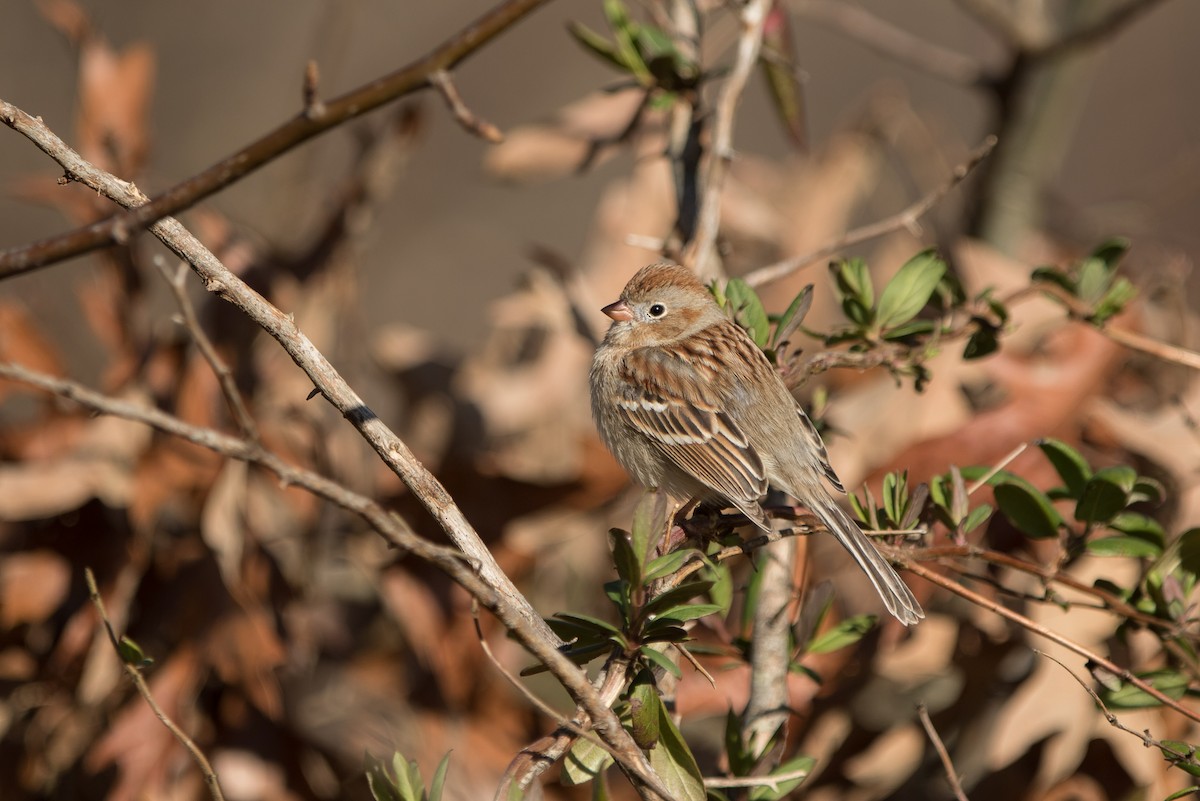 Field Sparrow - ML615893325