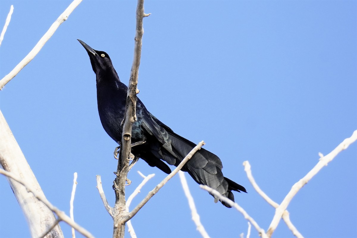 Great-tailed Grackle - ML615893426