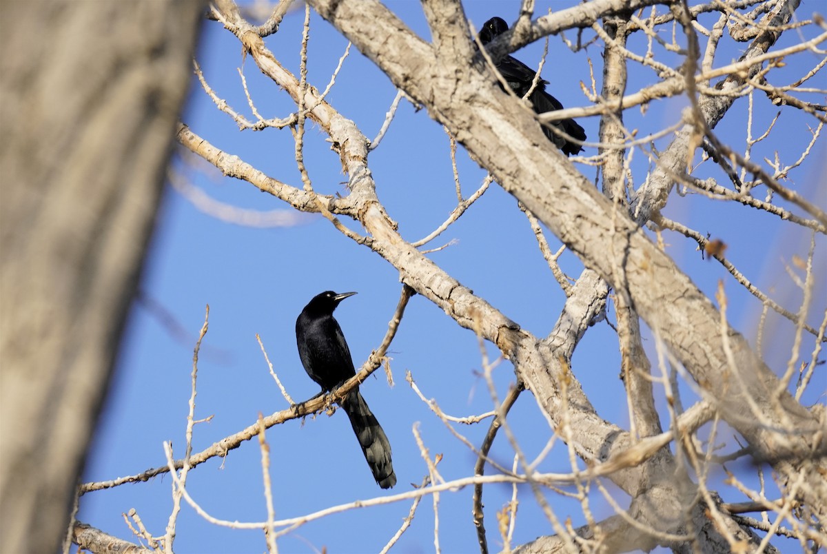 Great-tailed Grackle - ML615893447