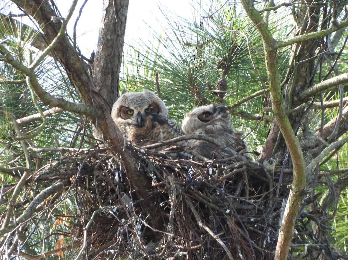 Great Horned Owl - ML615893556