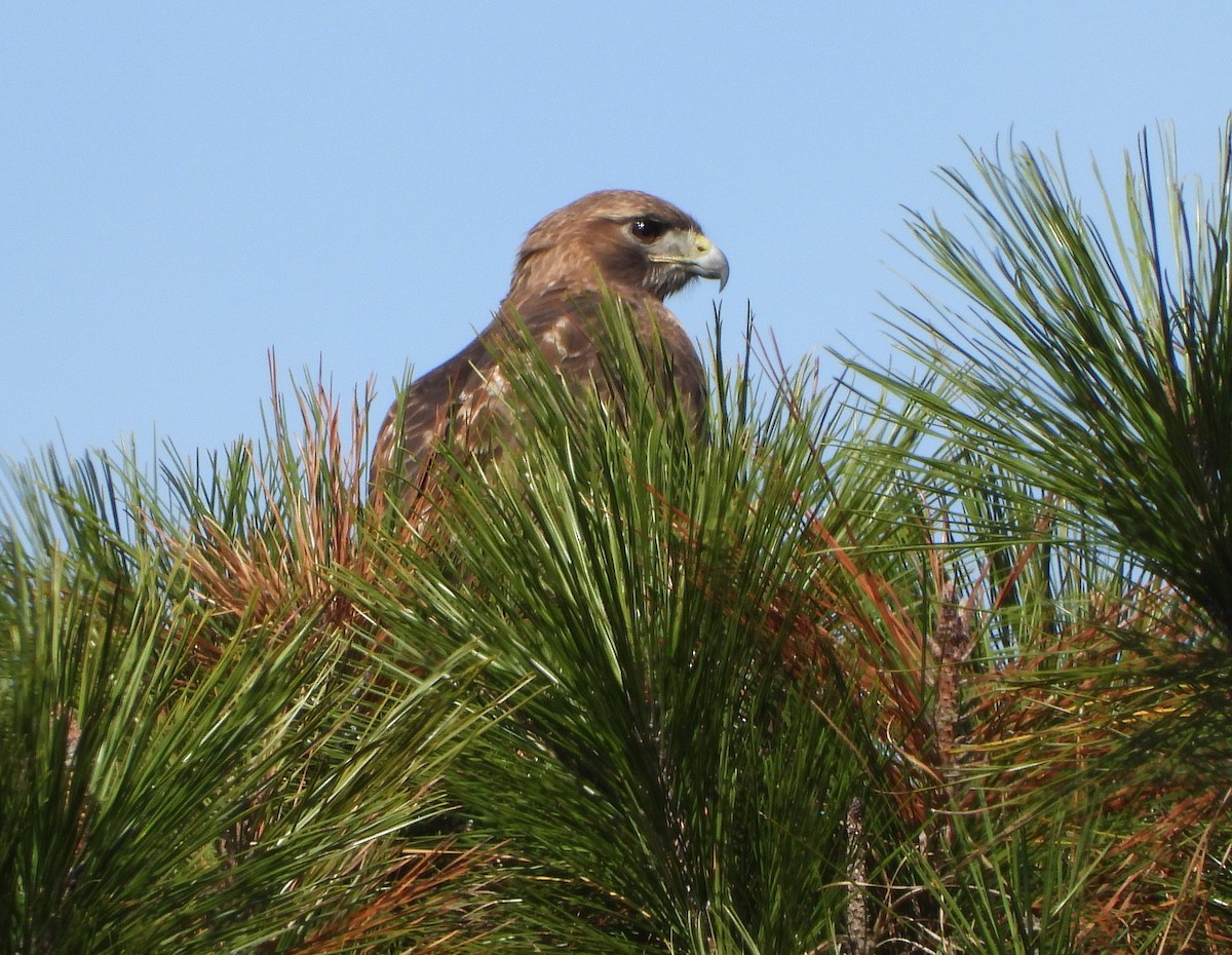 Red-tailed Hawk - ML615893558