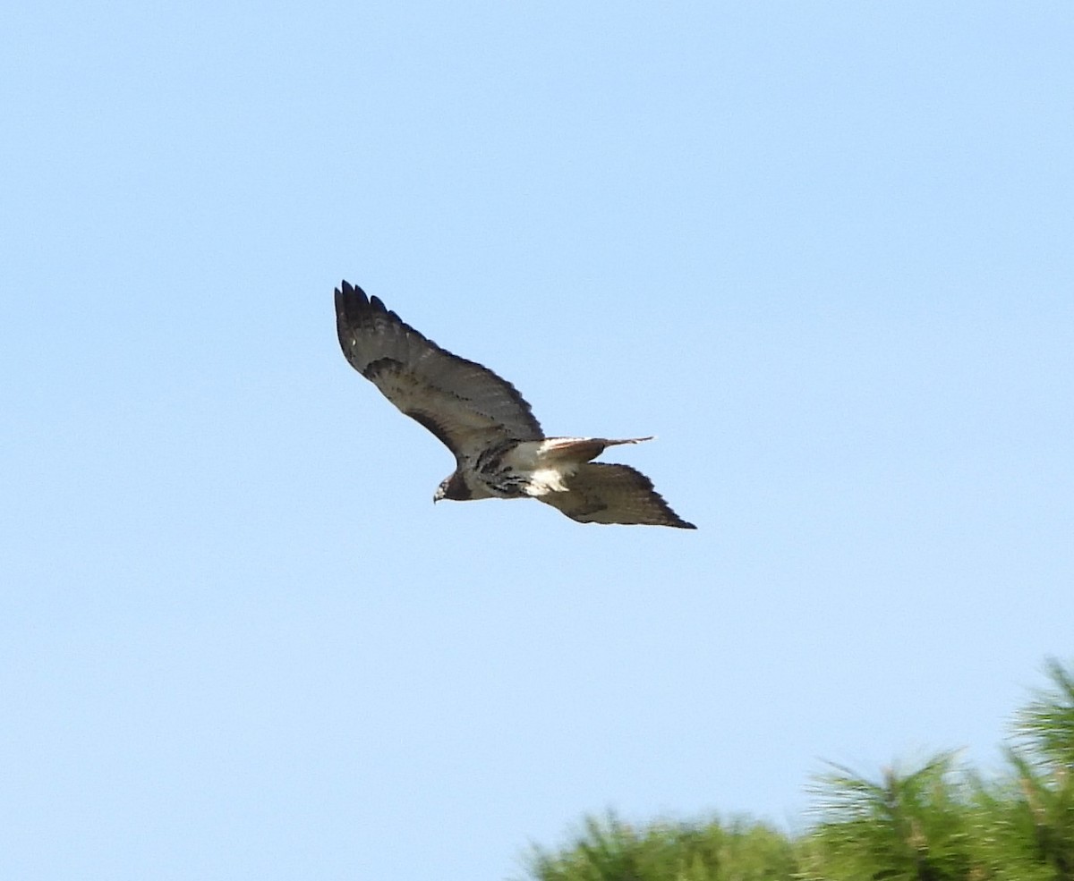 Red-tailed Hawk - ML615893564