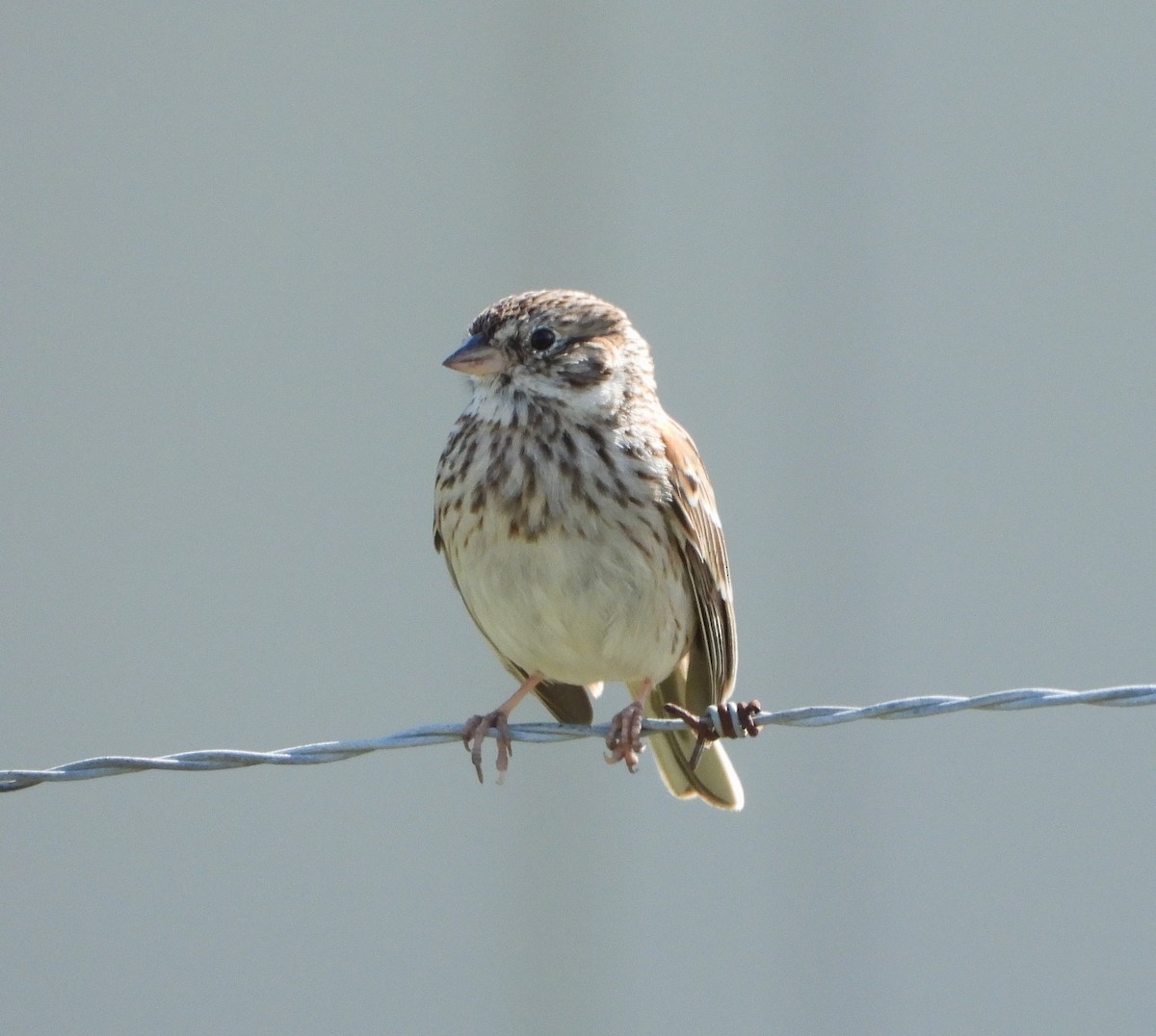 Vesper Sparrow - ML615893578