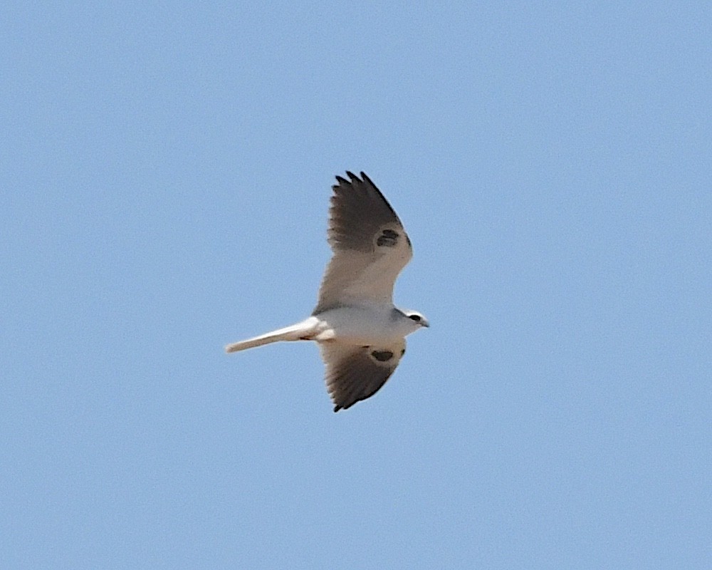 White-tailed Kite - Ted Wolff