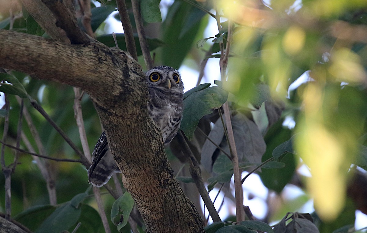 Spotted Owlet - ML615893710