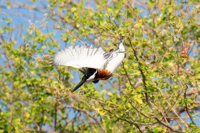 Amazon Kingfisher - Mario Trejo
