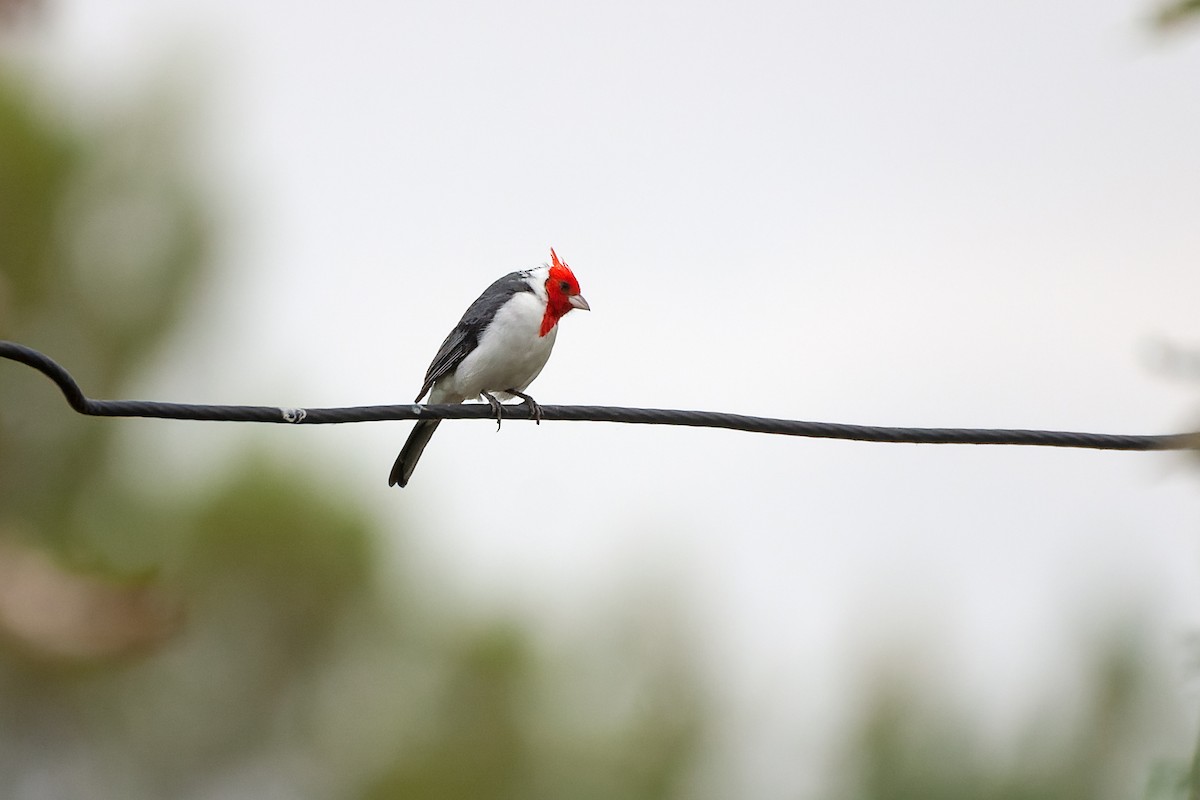 Red-crested Cardinal - ML615893780