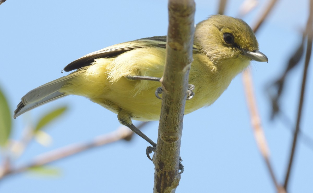Thick-billed Vireo - Ernest Crvich