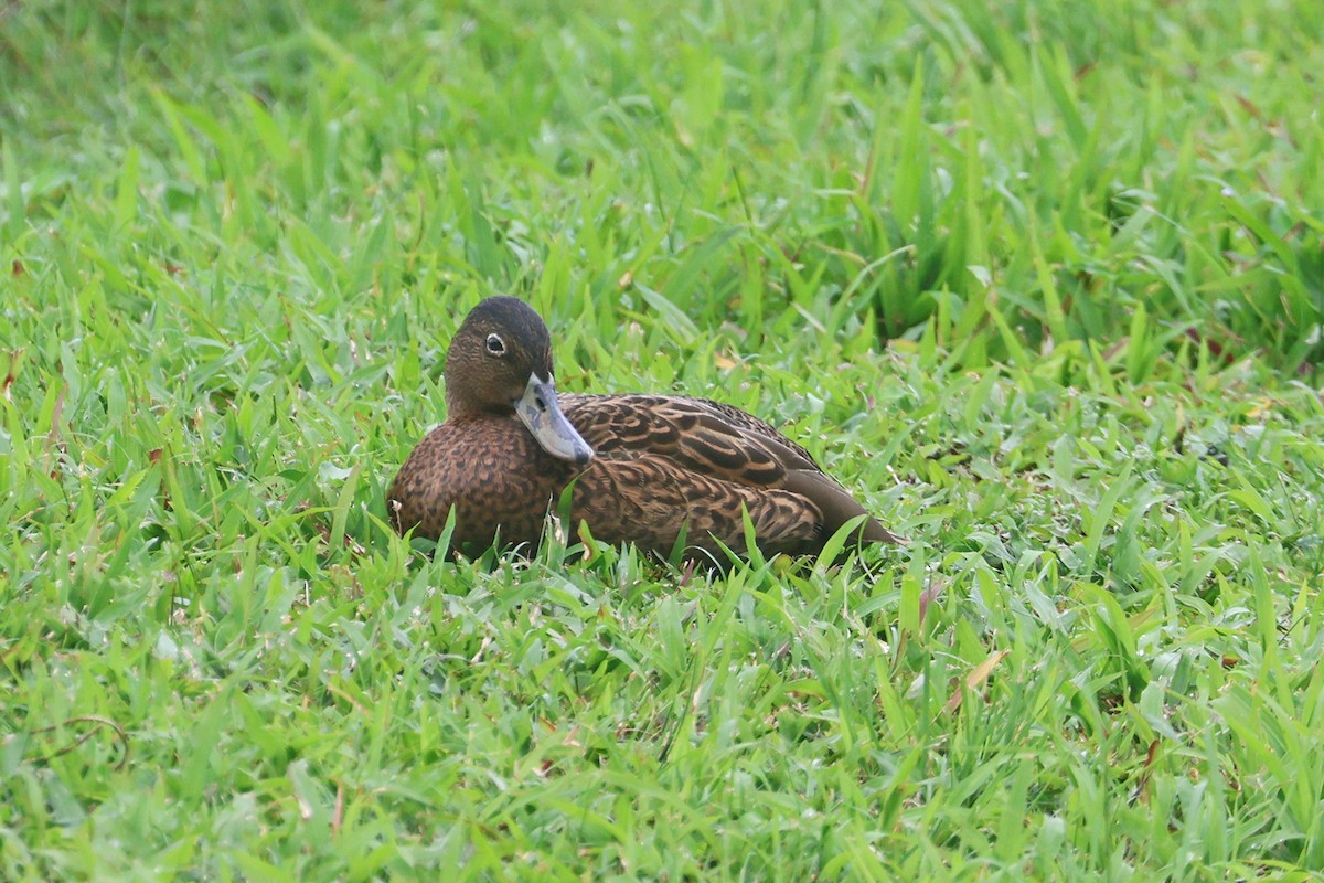 Hawaiian Duck - ML615893869