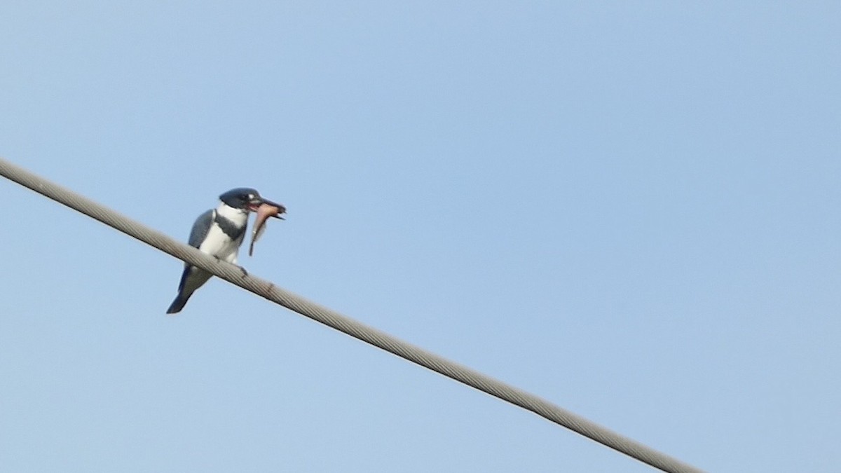 Belted Kingfisher - ML615893940