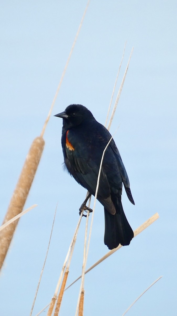 Red-winged Blackbird - ML615893955