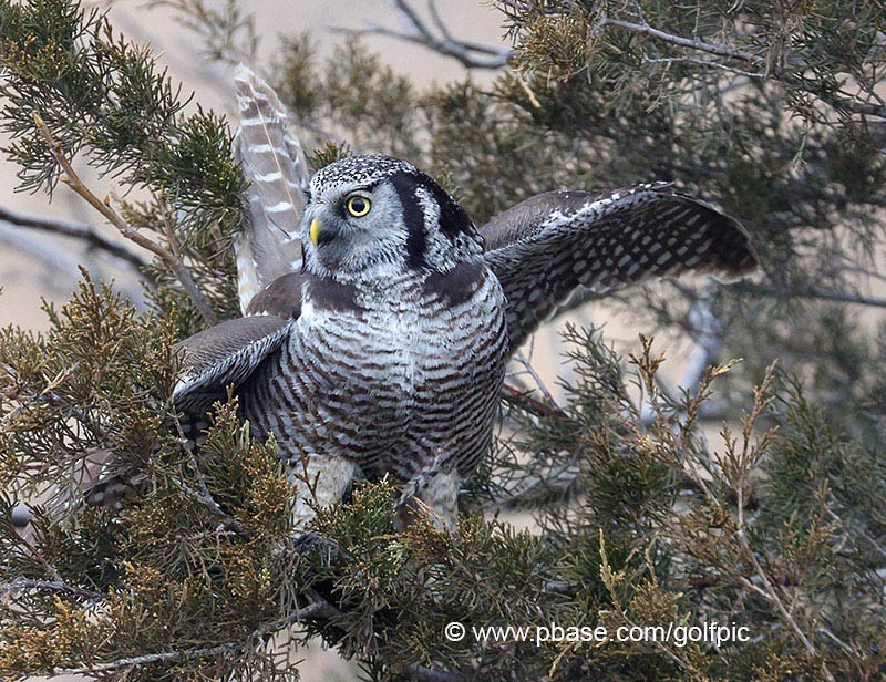 Northern Hawk Owl - ML615893970
