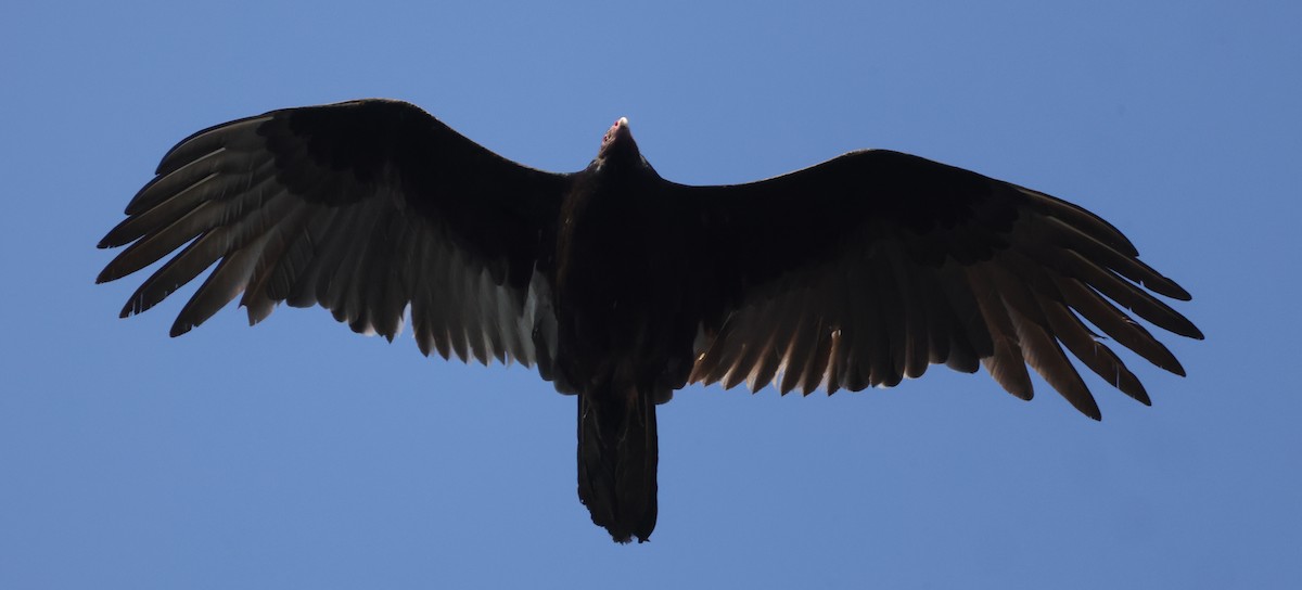 Turkey Vulture - ML615894016