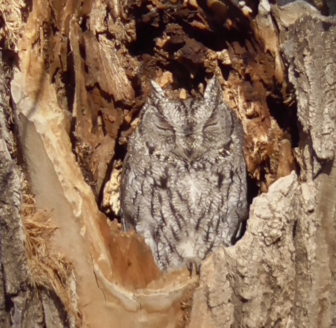 Western Screech-Owl - ML615894109