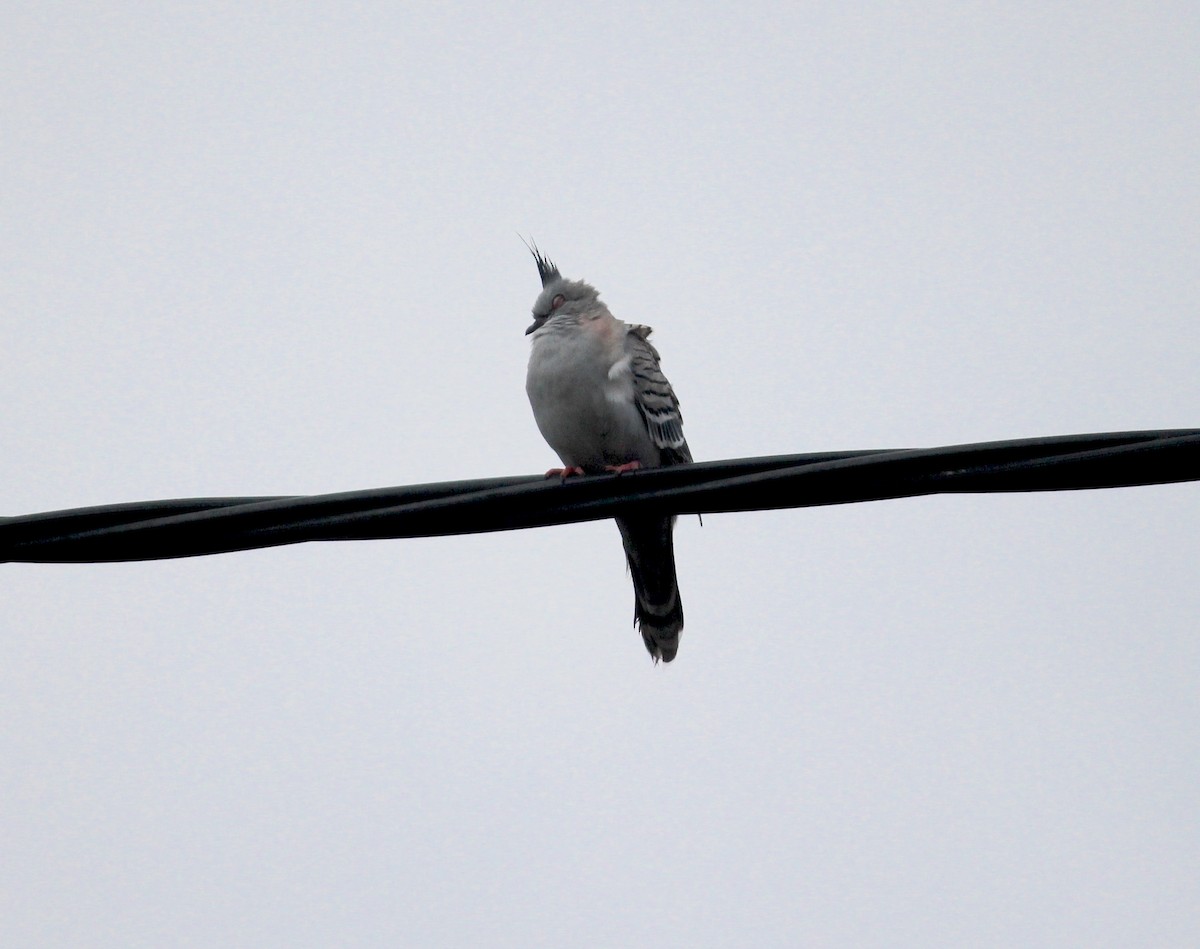 Crested Pigeon - ML615894133