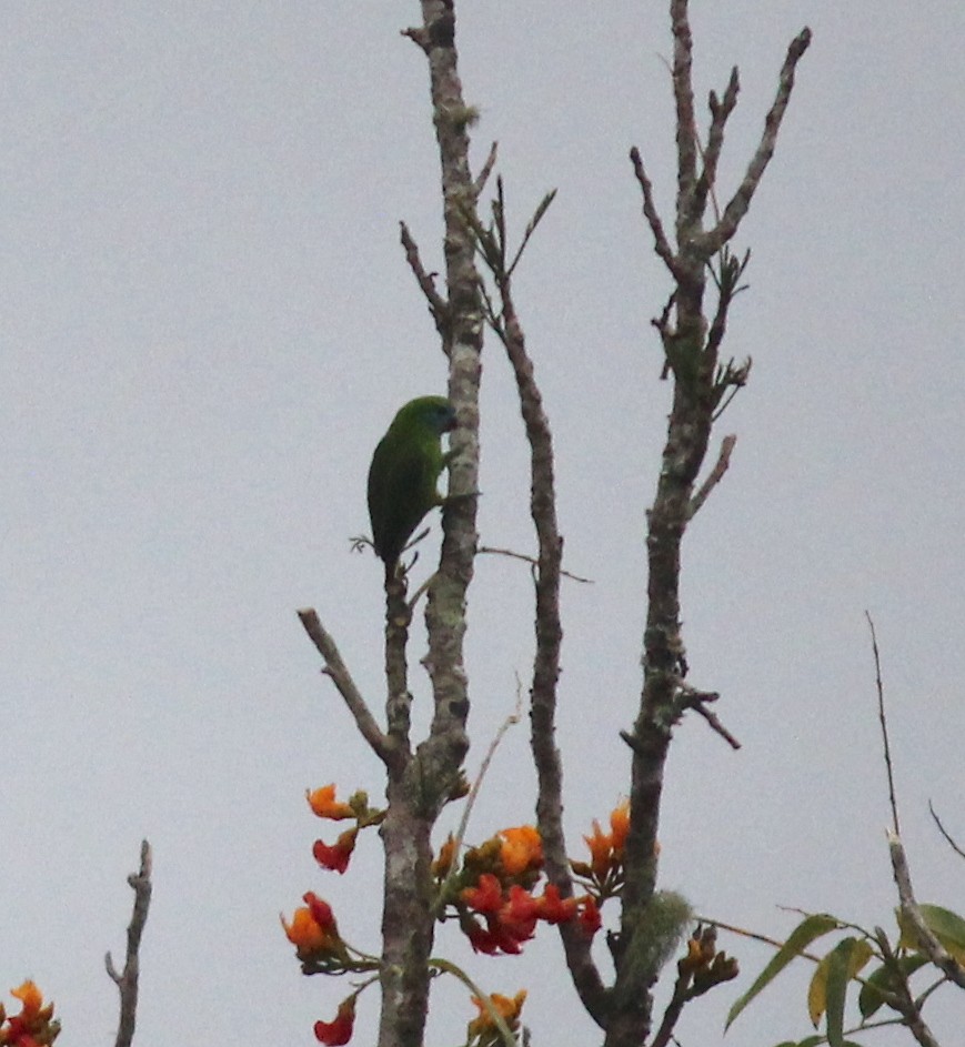 Double-eyed Fig-Parrot - ML615894175