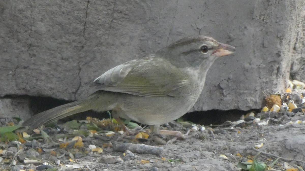 Olive Sparrow - ML615894190