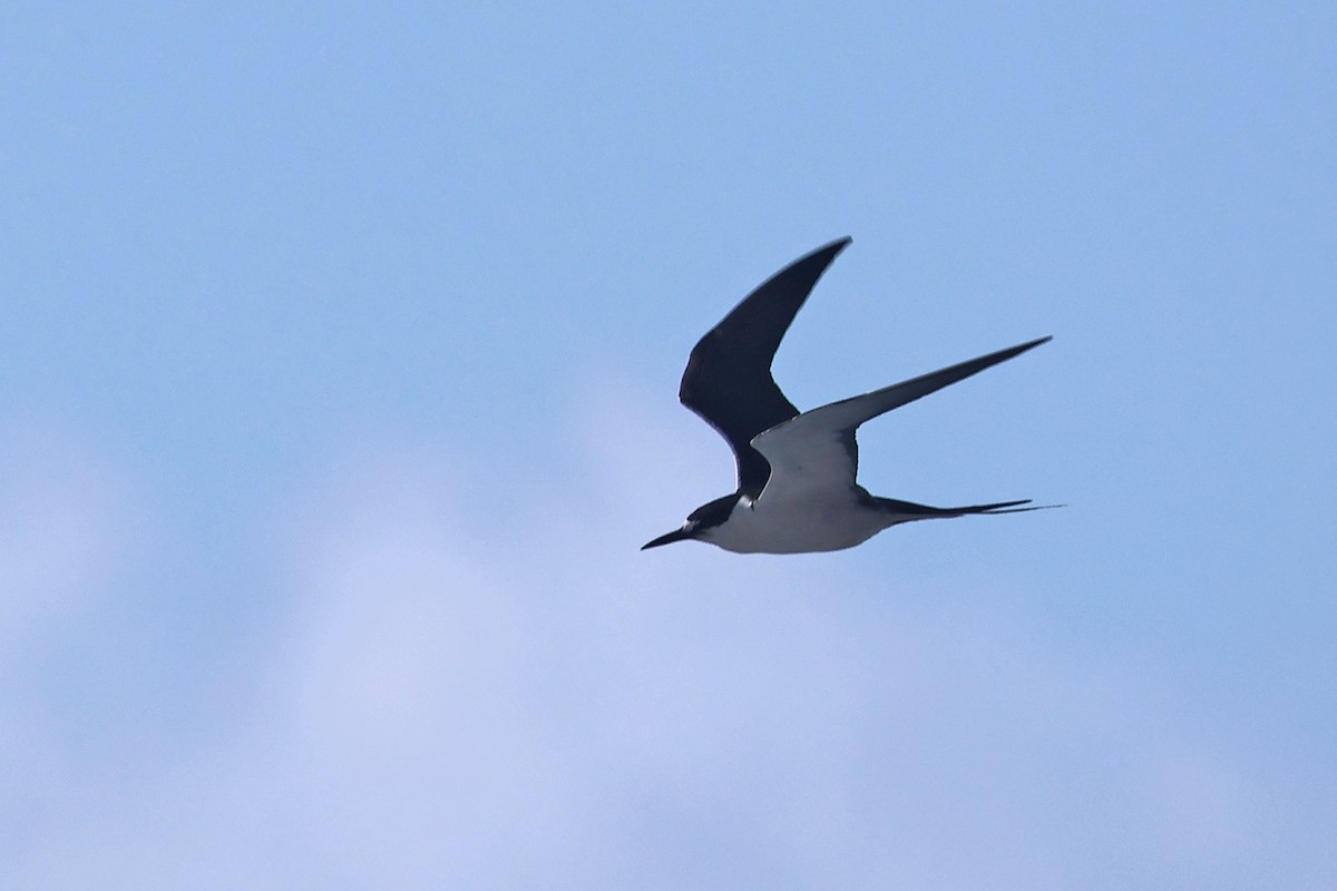 Sooty Tern - Charley Hesse TROPICAL BIRDING