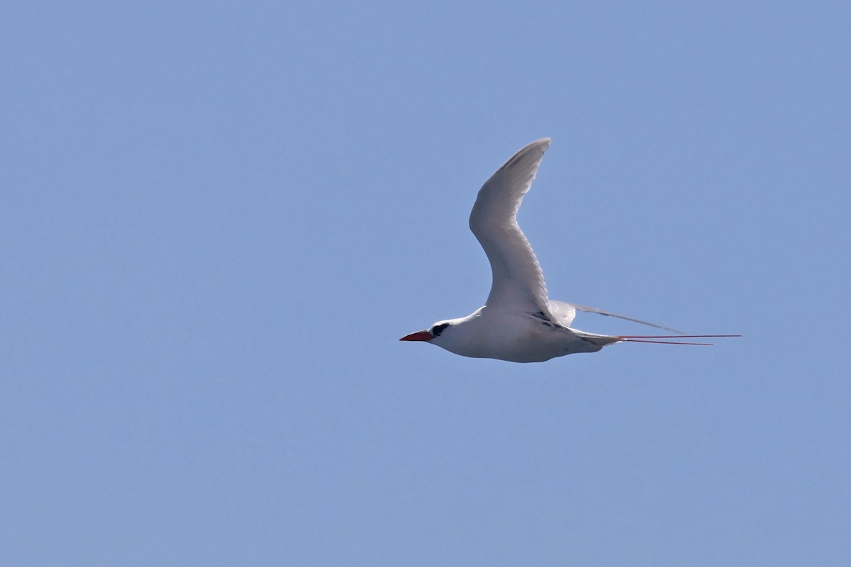 Red-tailed Tropicbird - Charley Hesse TROPICAL BIRDING