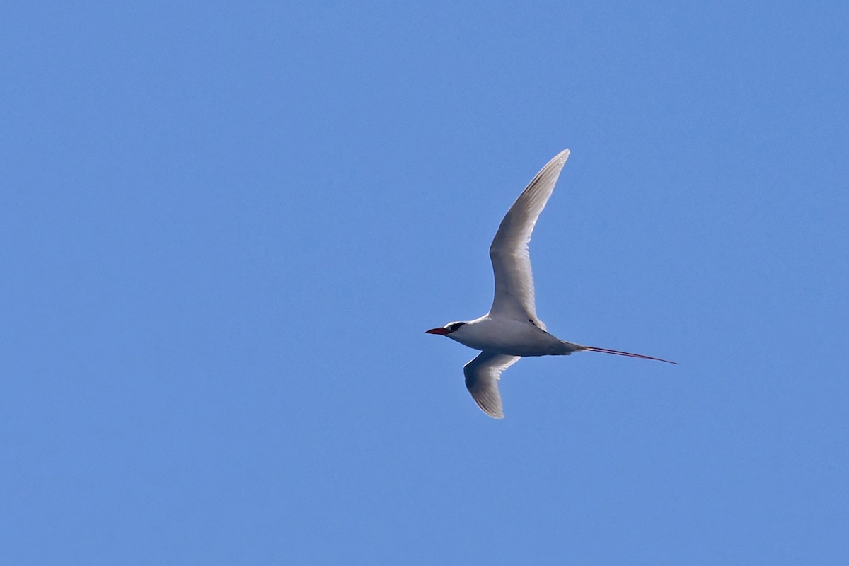 Red-tailed Tropicbird - Charley Hesse TROPICAL BIRDING