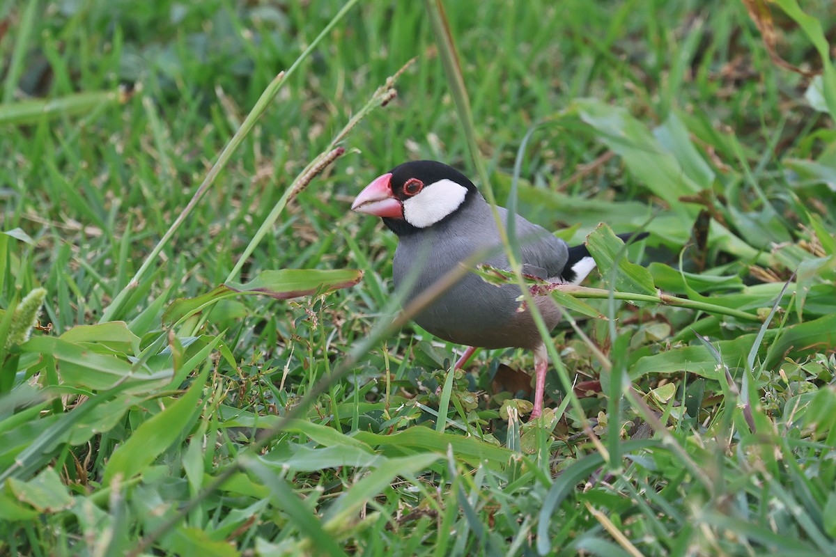 Java Sparrow - Charley Hesse TROPICAL BIRDING