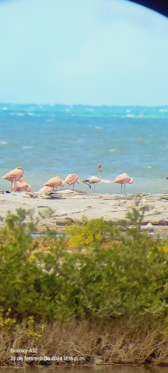 American Flamingo - ANDERSON JHOVANY ROSADO GOMEZ