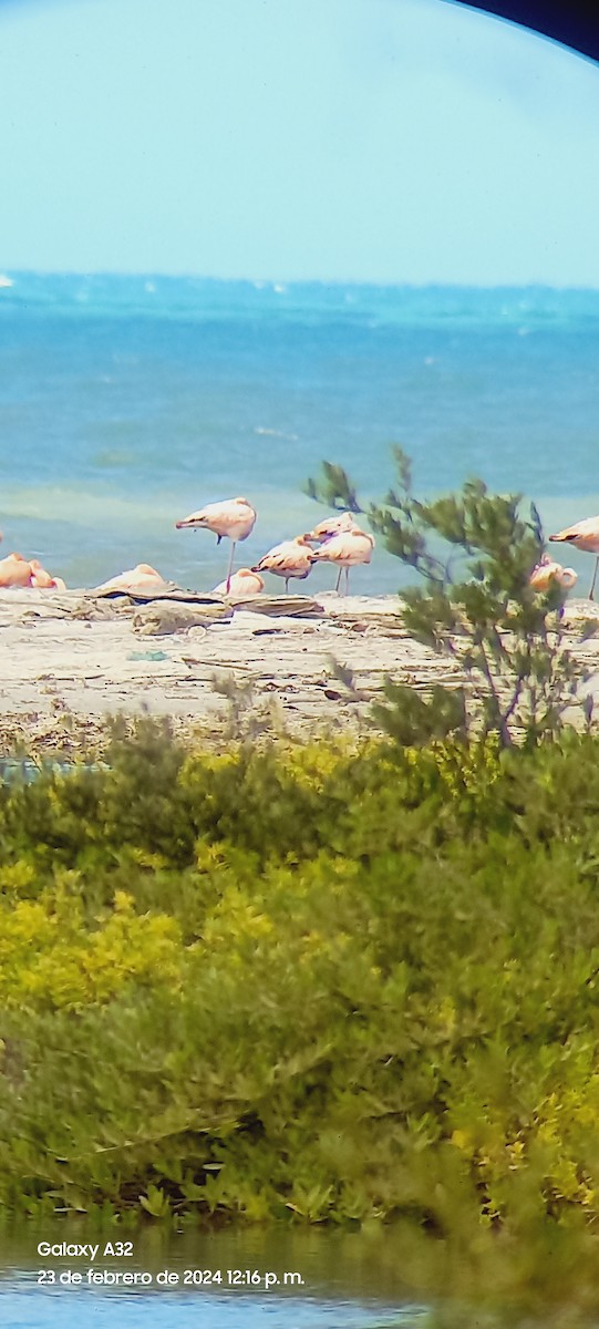 American Flamingo - ANDERSON JHOVANY ROSADO GOMEZ