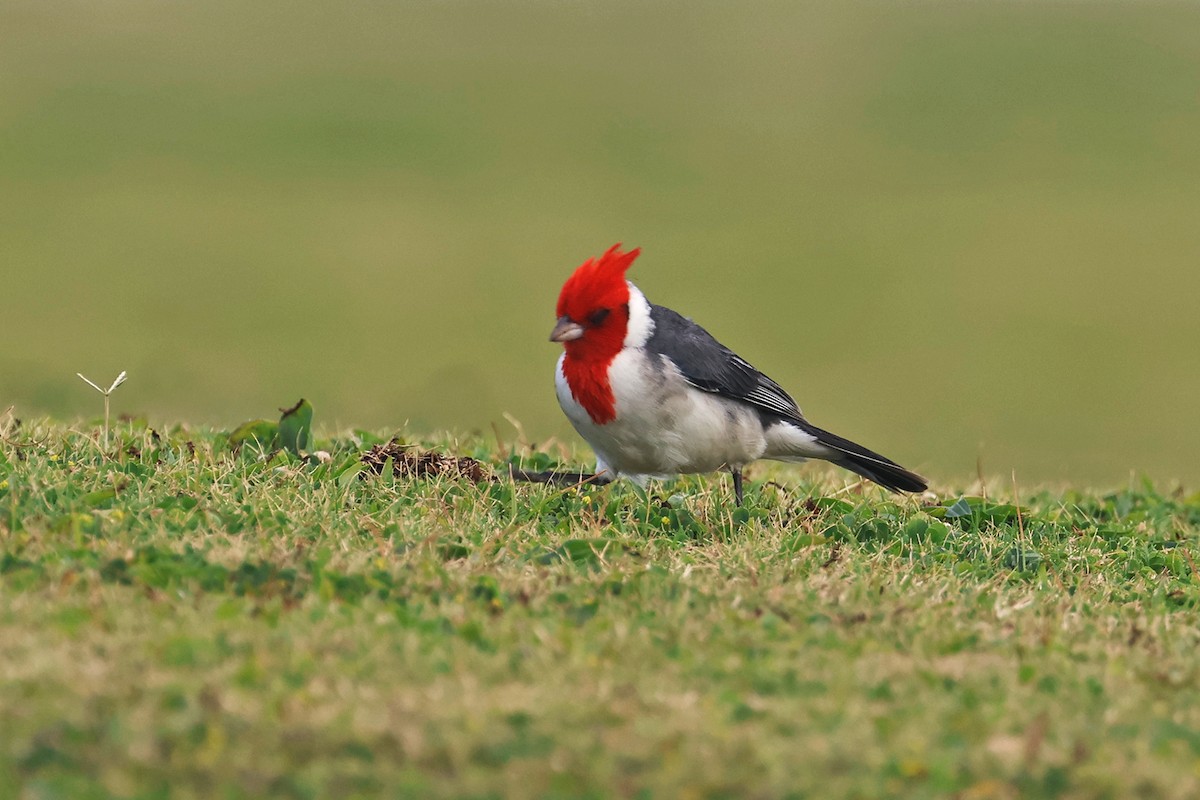 Red-crested Cardinal - ML615894502