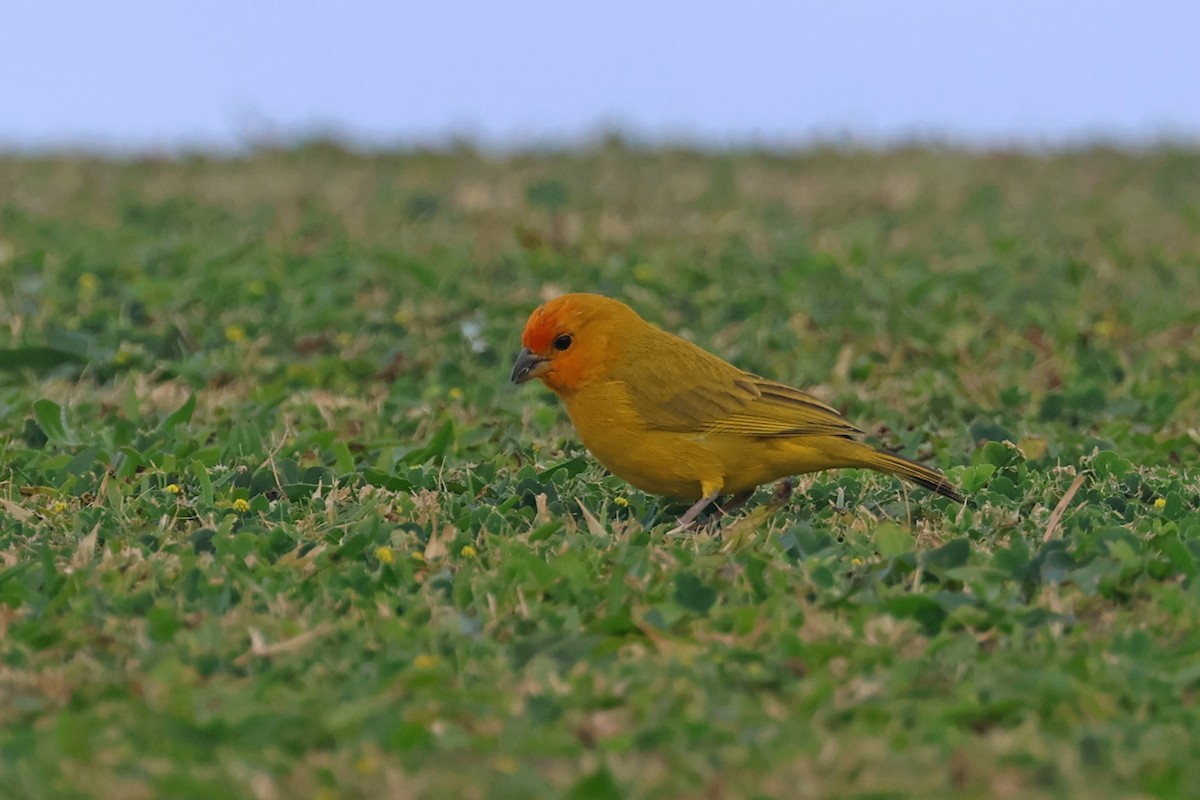 Saffron Finch - Charley Hesse TROPICAL BIRDING