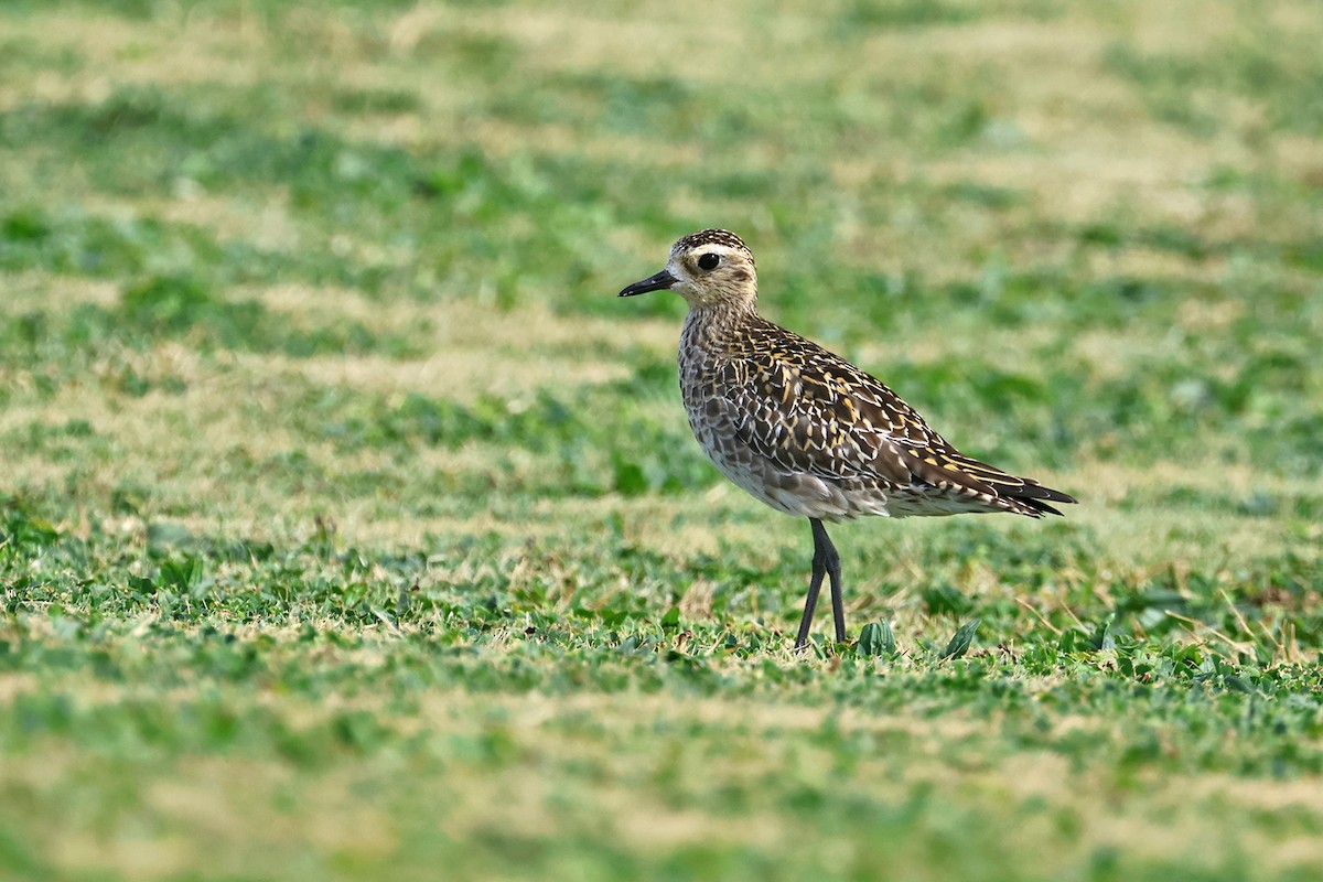 Pacific Golden-Plover - Charley Hesse TROPICAL BIRDING