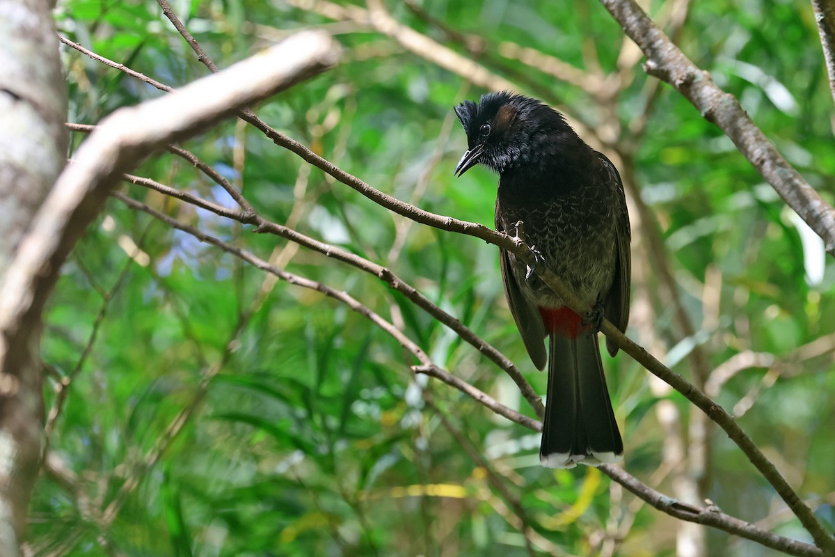 Red-vented Bulbul - Charley Hesse TROPICAL BIRDING