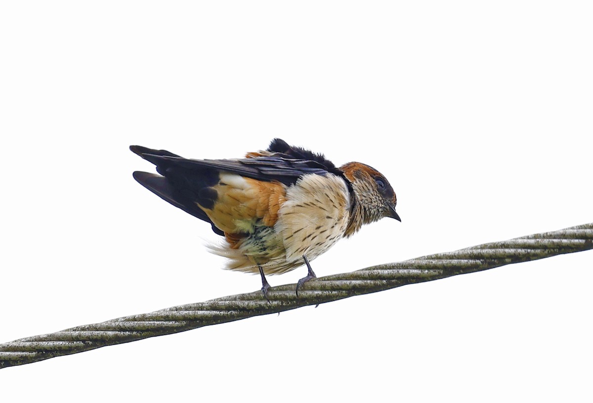 Red-rumped Swallow - ML615894616