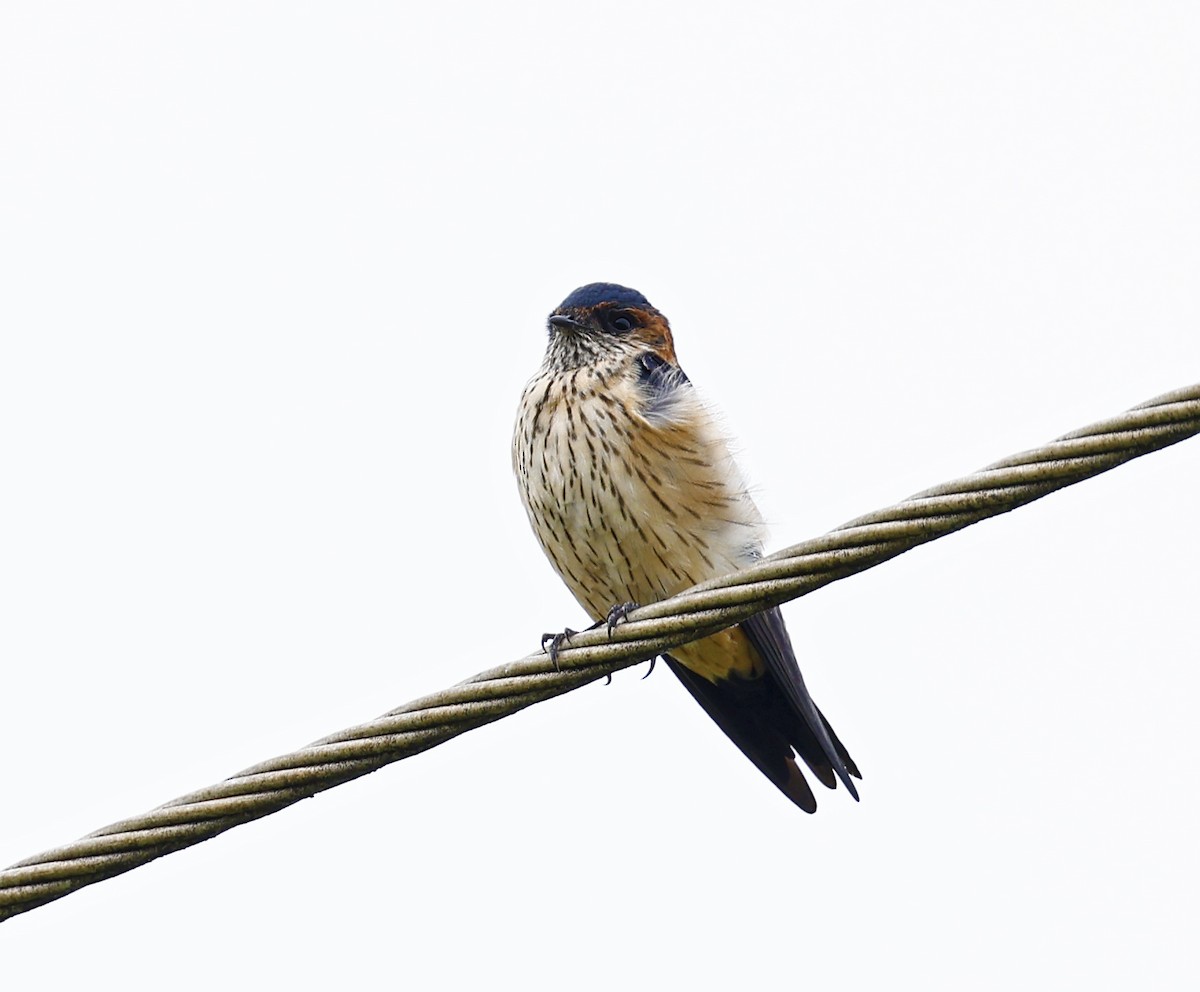 Red-rumped Swallow - ML615894618