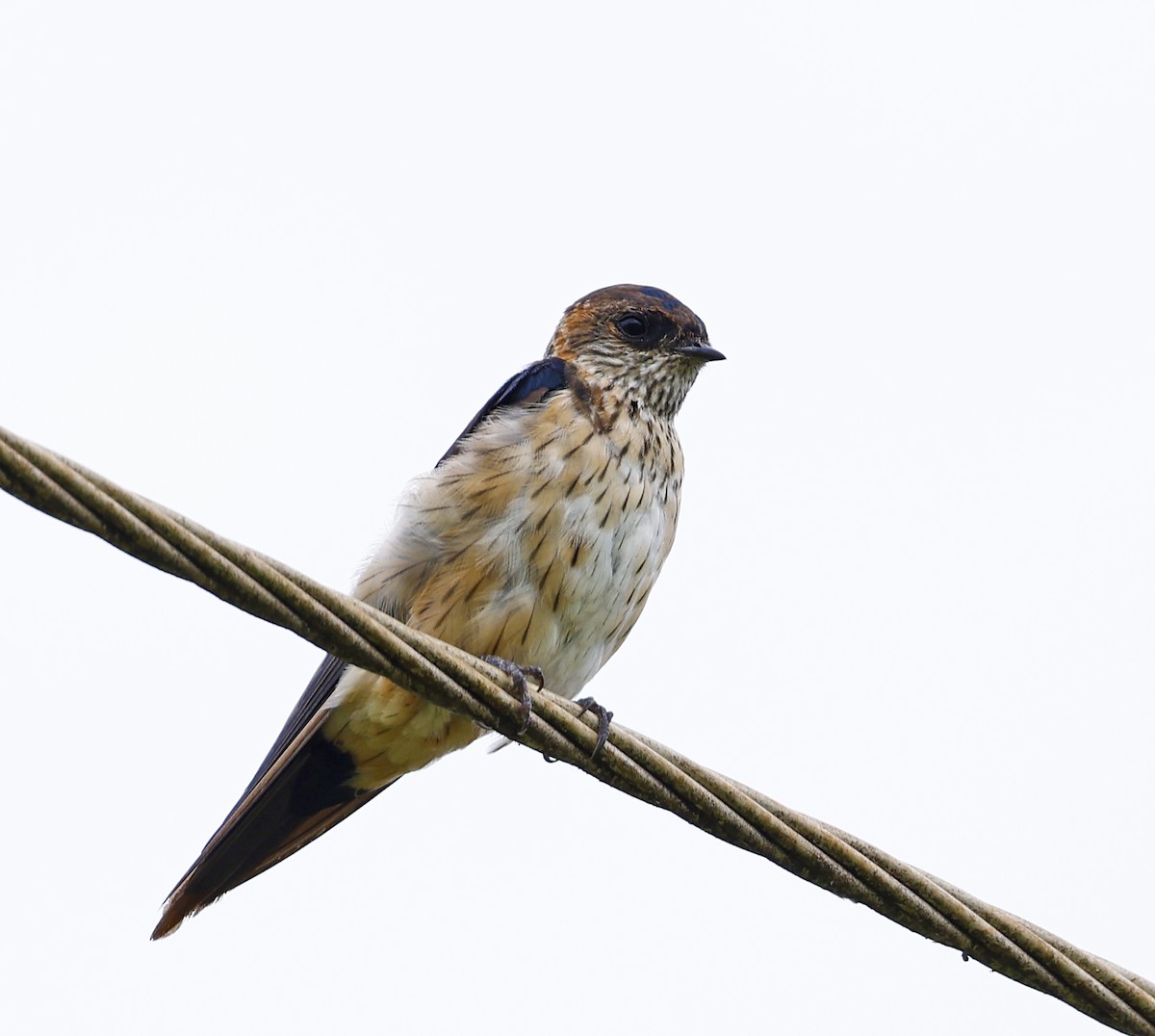 Red-rumped Swallow - ML615894619
