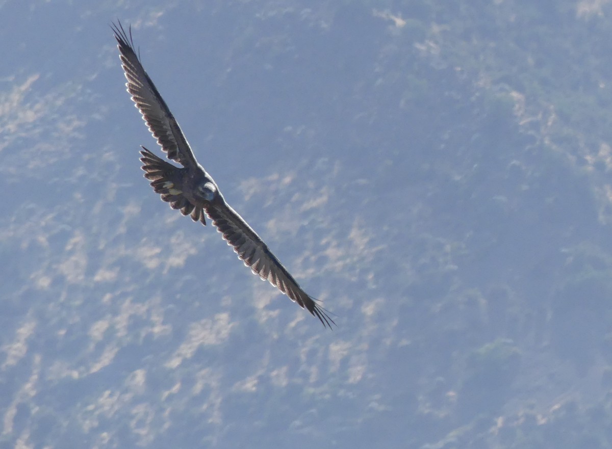 Black-chested Buzzard-Eagle - ML615894622