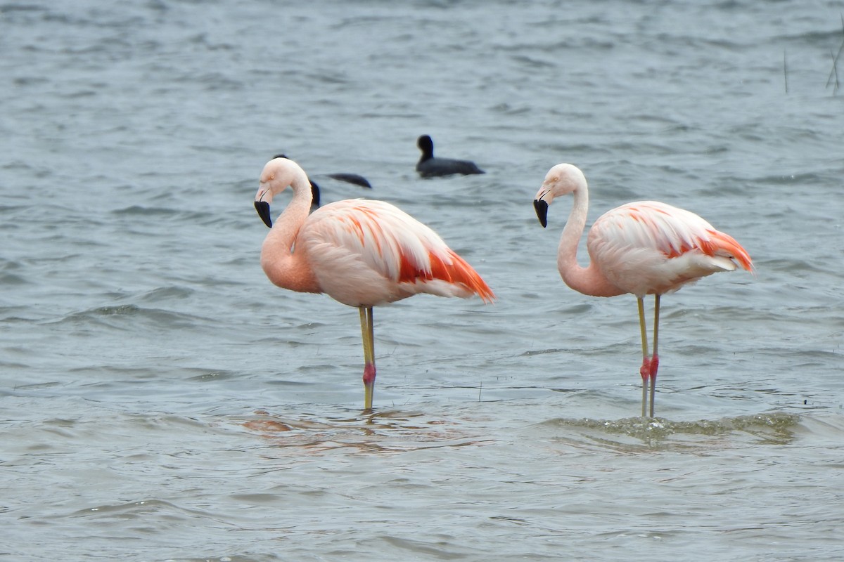 Chilean Flamingo - ML615894684