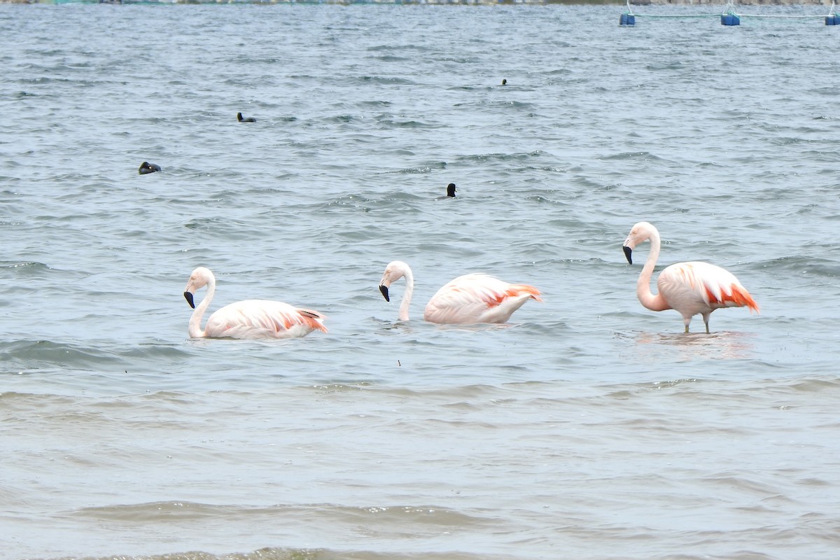 Chilean Flamingo - ML615894709