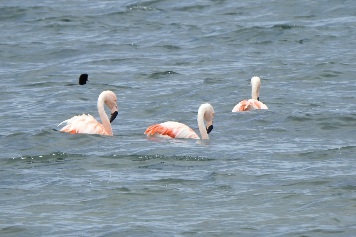 Şili Flamingosu - ML615894710