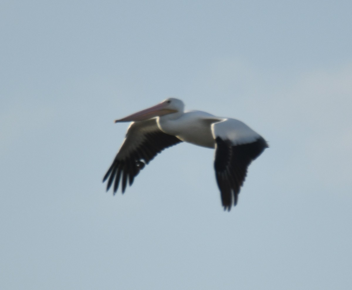 pelikán severoamerický - ML615894797