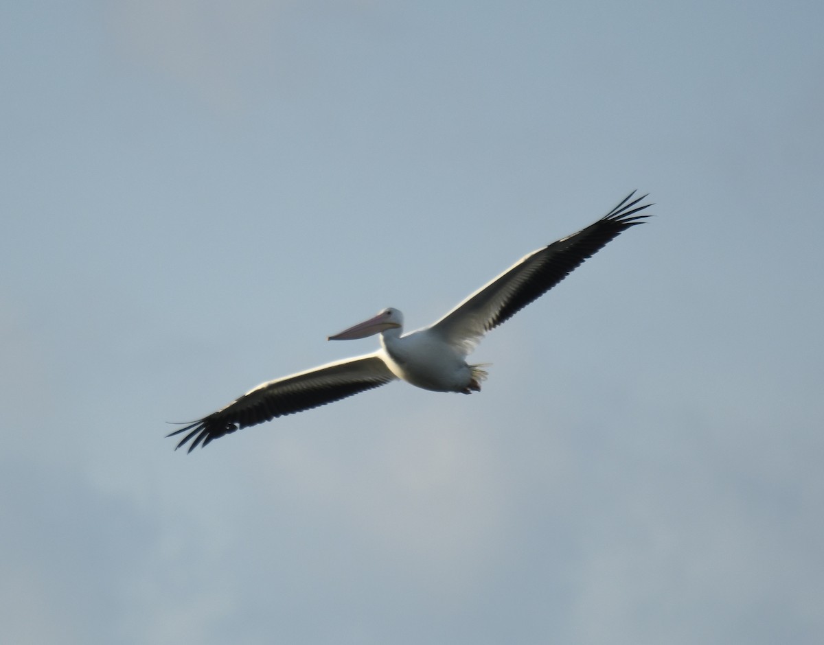 American White Pelican - Leonardo Guzmán (Kingfisher Birdwatching Nuevo León)