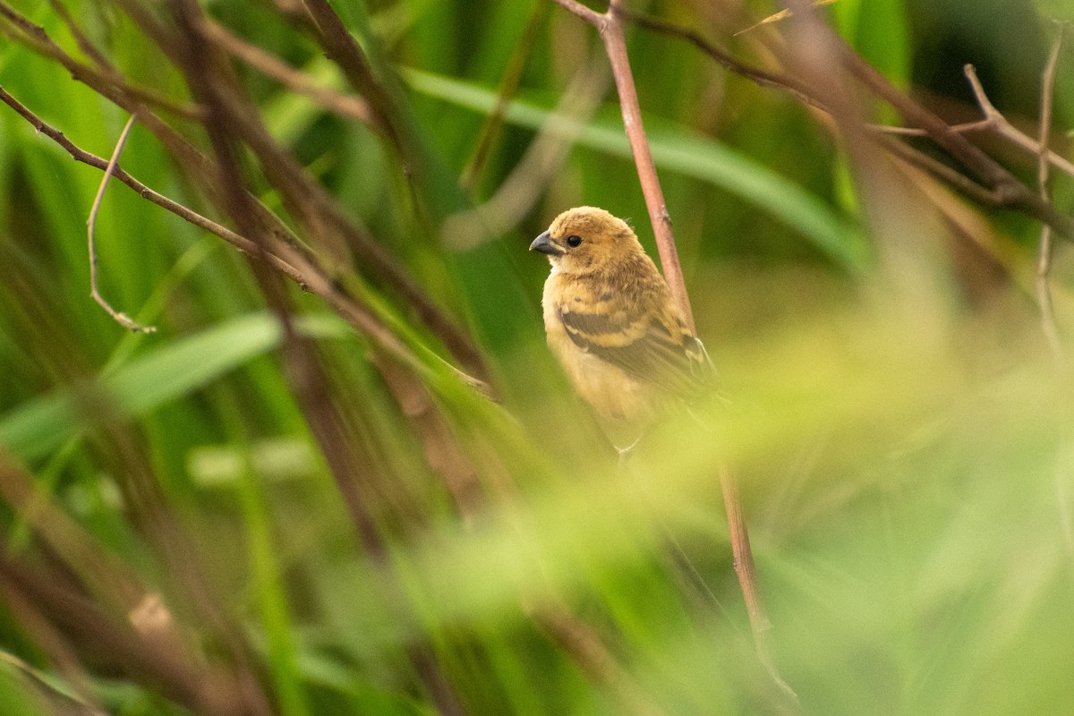 Rusty-collared Seedeater - ML615894925