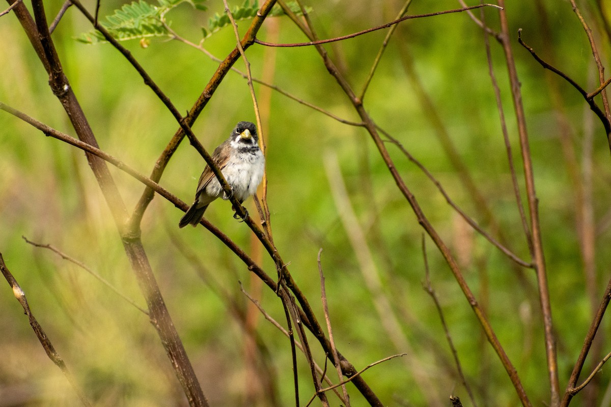Double-collared Seedeater - ML615894930