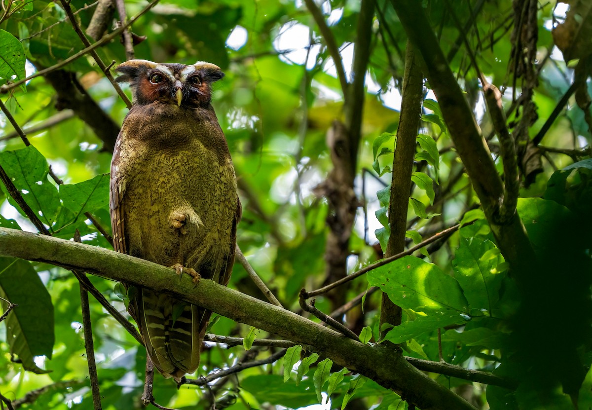 Crested Owl - ML615895087