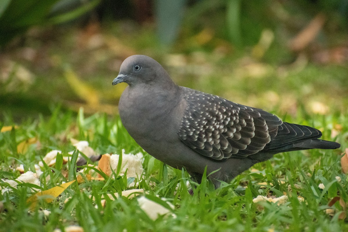 Spot-winged Pigeon - ML615895103
