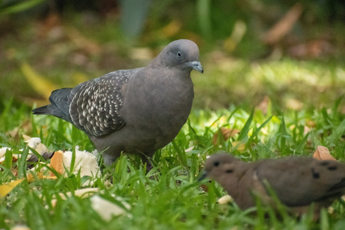 Spot-winged Pigeon - ML615895104